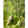Saperda carcharias (Linnaeus, 1758) male Rzemlik topolowiec